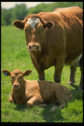 066025 Cow And Calf A4 Photo Print