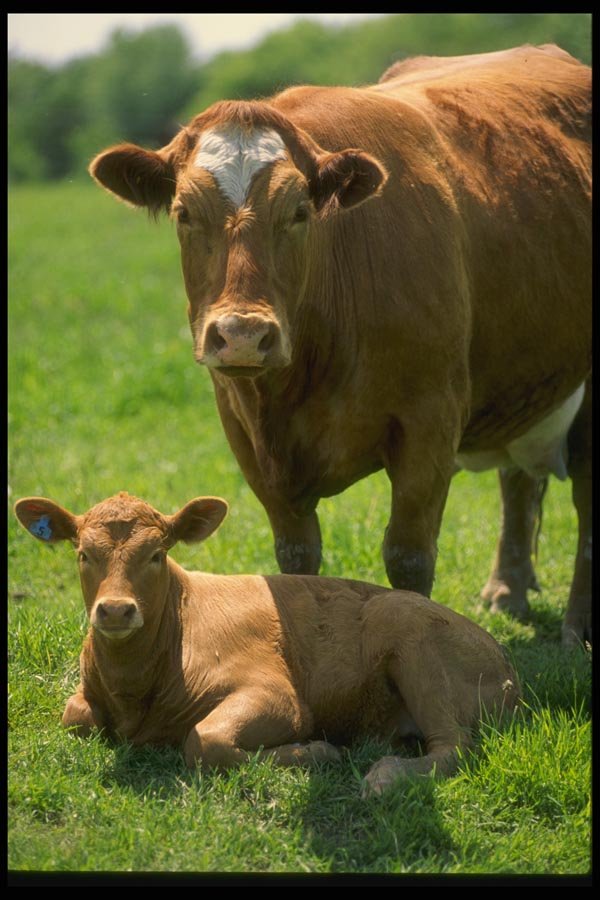 066025 Cow And Calf A4 Photo Print
