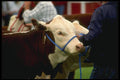 066026 Hereford Cattle A4 Photo Print