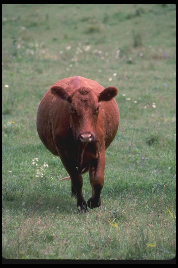 066027 Cow A4 Photo Print