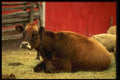 066028 Cow A4 Photo Print