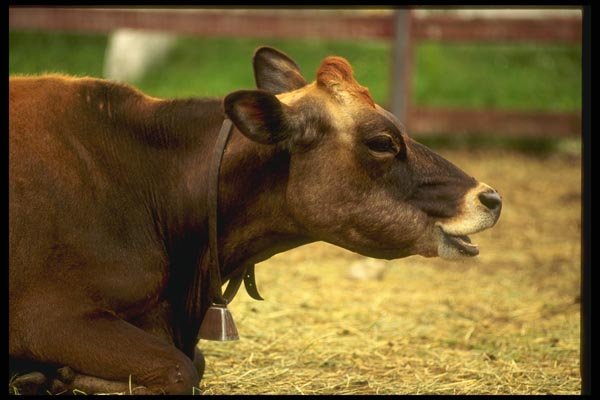 066029 Cow A4 Photo Print