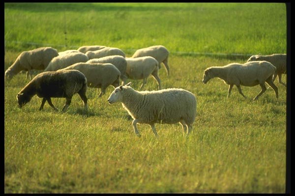 066030 Sheep A4 Photo Print