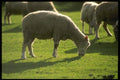 066031 Sheep A4 Photo Print