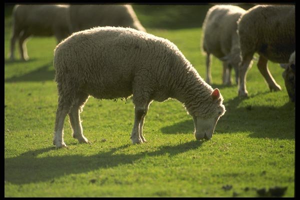 066031 Sheep A4 Photo Print