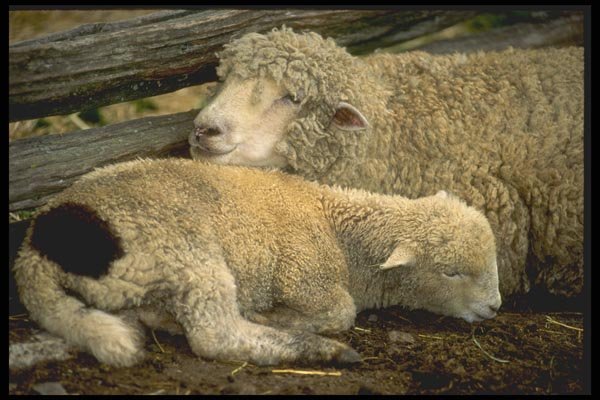 066032 Sheep A4 Photo Print