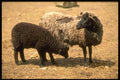 066033 Sheep A4 Photo Print