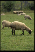 066034 Sheep A4 Photo Print