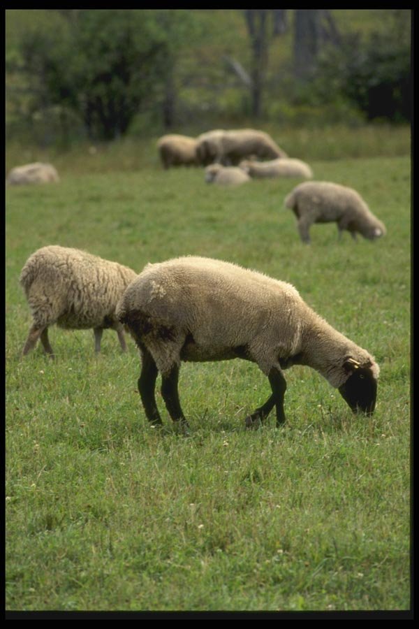 066034 Sheep A4 Photo Print