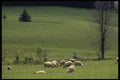 066035 Sheep A4 Photo Print