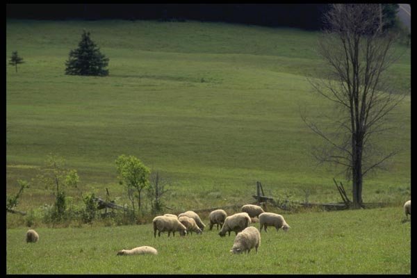 066035 Sheep A4 Photo Print