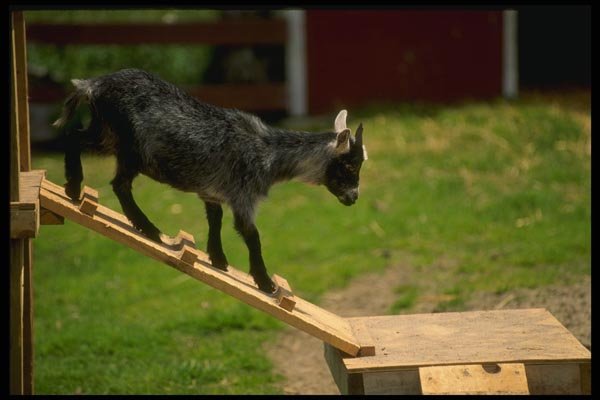 066036 Pigmy Goat A4 Photo Print