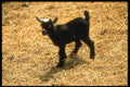 066037 Young Pigmy Goat A4 Photo Print
