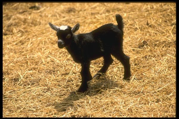 066037 Young Pigmy Goat A4 Photo Print