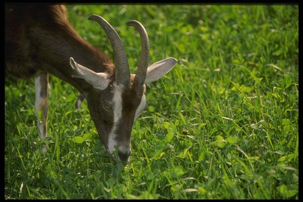066038 Goat A4 Photo Print