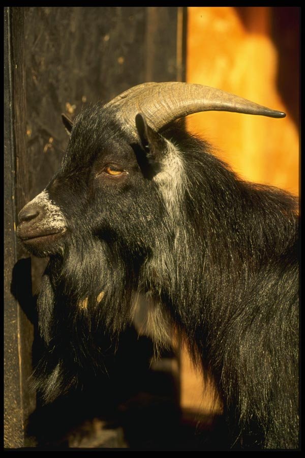 066039 Pigmy Goat A4 Photo Print