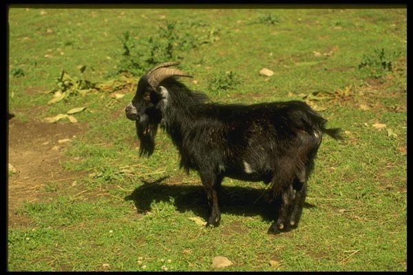 066040 Pigmy Goat A4 Photo Print