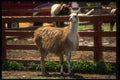 066041 Llama A4 Photo Print