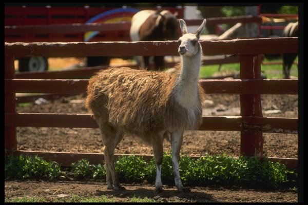 066041 Llama A4 Photo Print