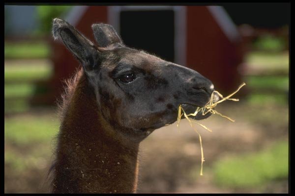 066042 Llama A4 Photo Print