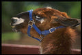 066043 Llama A4 Photo Print