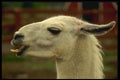 066044 Llama A4 Photo Print