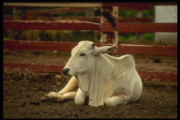 066045 Asian Bull A4 Photo Print