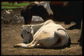 066046 Asian Bull A4 Photo Print