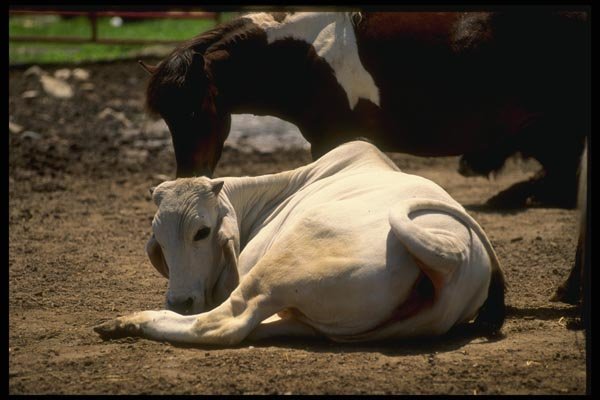 066046 Asian Bull A4 Photo Print