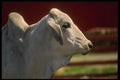 066047 Asian Bull A4 Photo Print