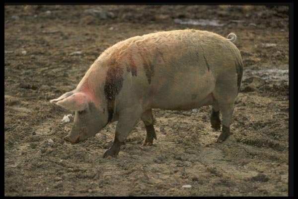066048 Pig A4 Photo Print