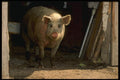 066049 Pig A4 Photo Print