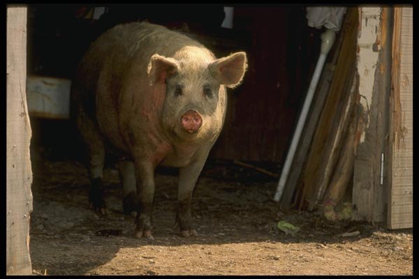 066049 Pig A4 Photo Print