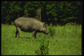 066050 Wild Boar A4 Photo Print