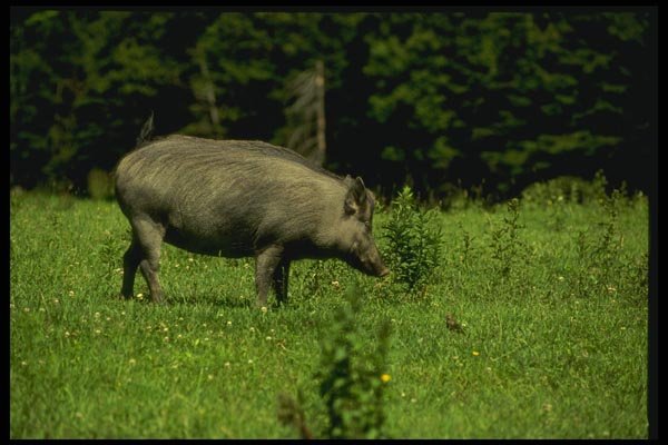 066050 Wild Boar A4 Photo Print