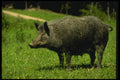 066051 Wild Boar A4 Photo Print
