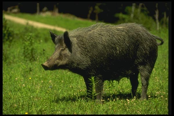 066051 Wild Boar A4 Photo Print