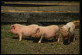 066053 Potbelly Pigs A4 Photo Print
