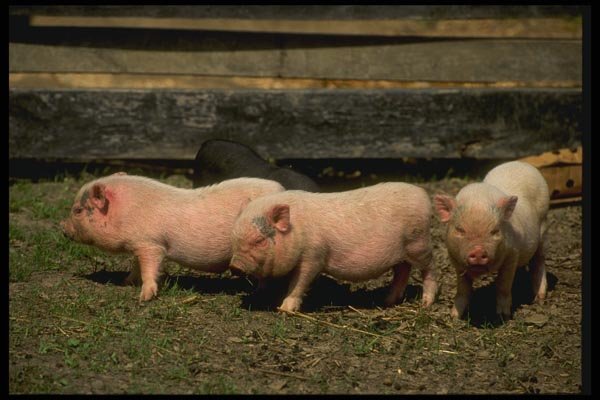 066053 Potbelly Pigs A4 Photo Print