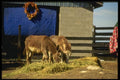 066054 Young Donkeys A4 Photo Print