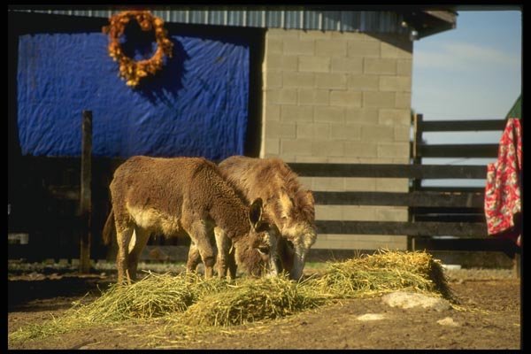 066054 Young Donkeys A4 Photo Print