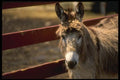 066055 Donkey A4 Photo Print