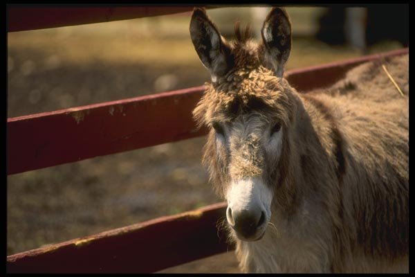 066055 Donkey A4 Photo Print
