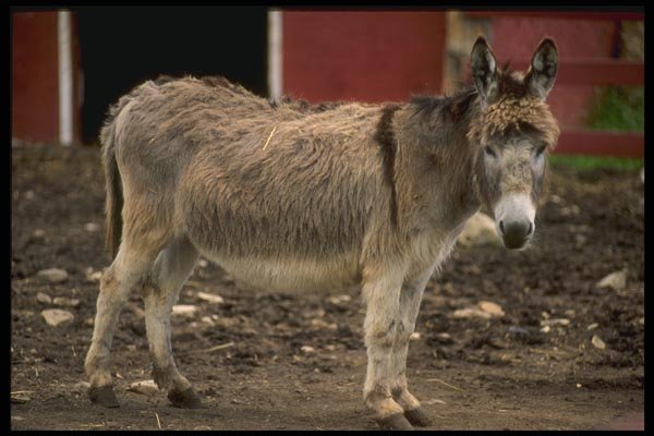 066056 Donkey A4 Photo Print