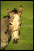 066057 Donkey A4 Photo Print