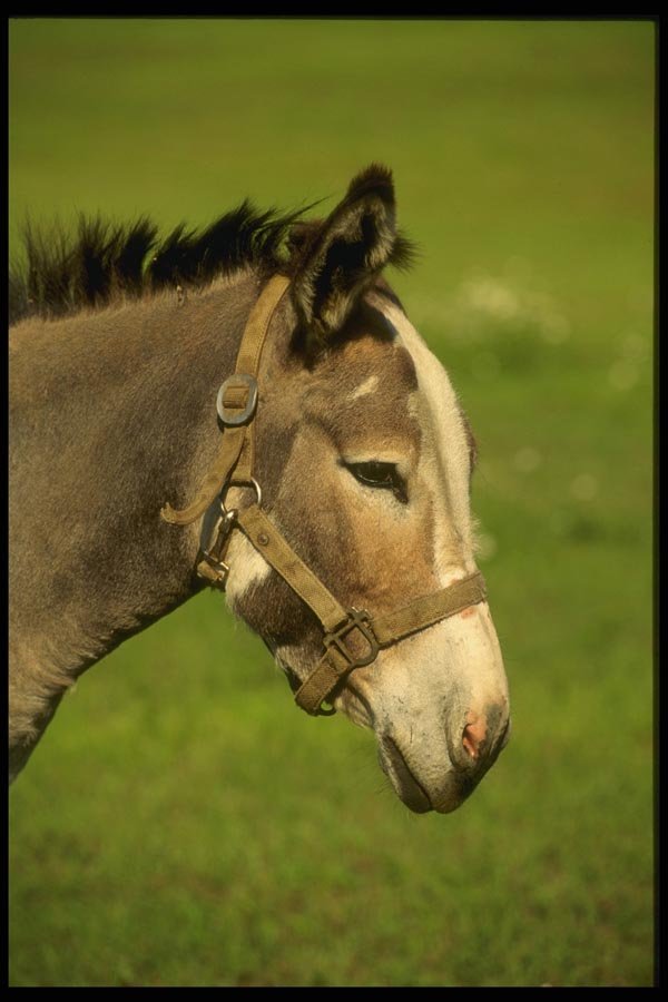 066058 Donkey A4 Photo Print