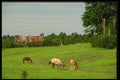066059 Horses And Colt A4 Photo Print