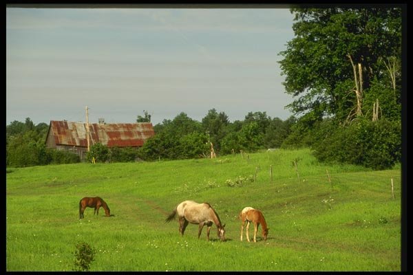 066059 Horses And Colt A4 Photo Print