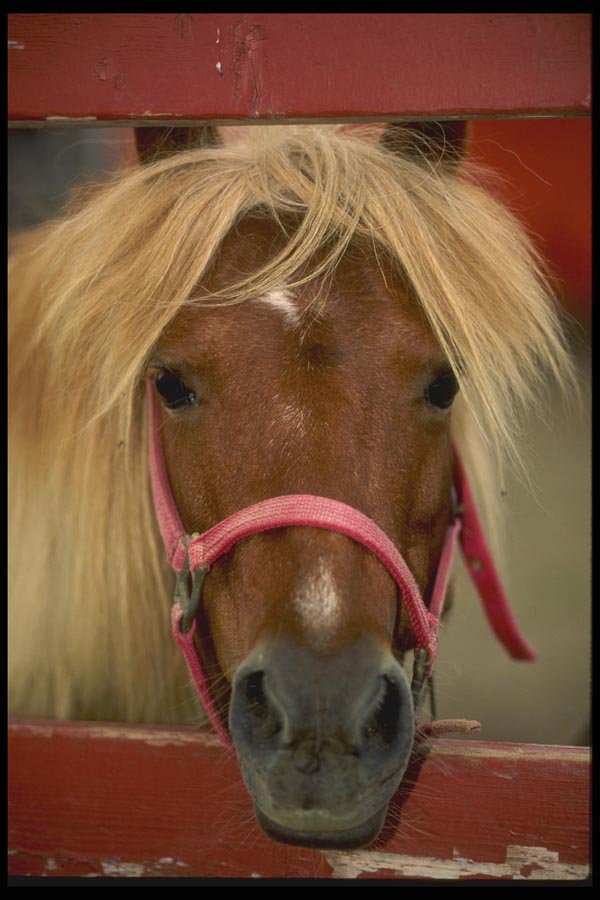 066060 Horse A4 Photo Print