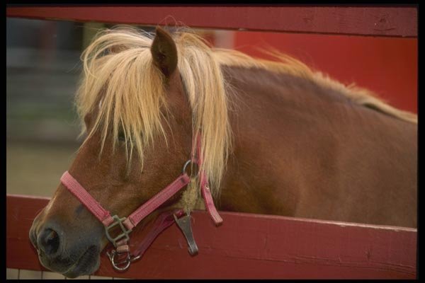 066061 Horse A4 Photo Print